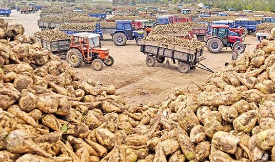 Şeker Pancarında Yüz Güldüren Verim Artışı!