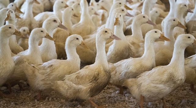 Çekirge Saldırısına Karşı Ördek Ordusu Hazır!