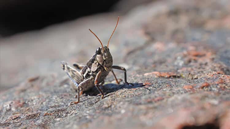 25 Milyon İnsan Tehdit Altında!
