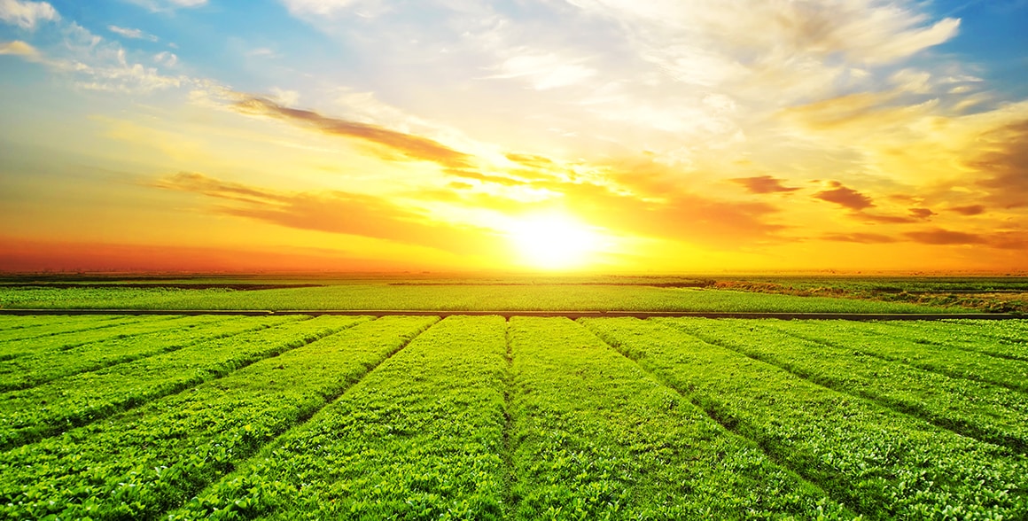 Koronavirüs ve Tarım: Üretim Nasıl Devam Edecek?