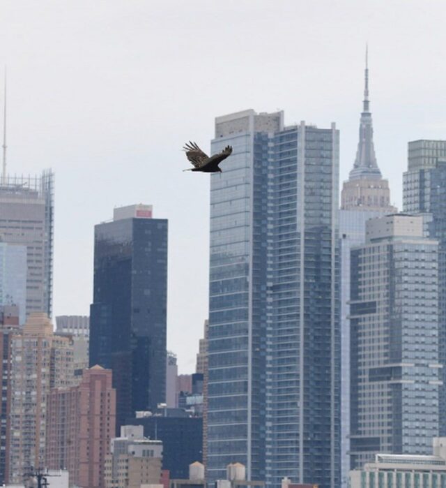 New York'a Akbabalar Üşüştü!