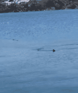 Bodrum Gündoğan Koyunda Korkutan Anlar!