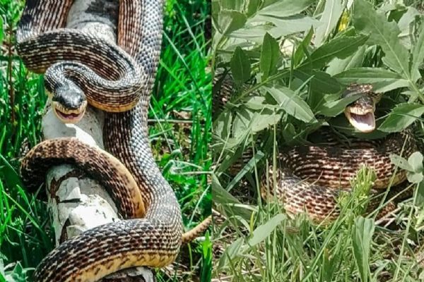 Bilgöl’de Korkutan Görüntü