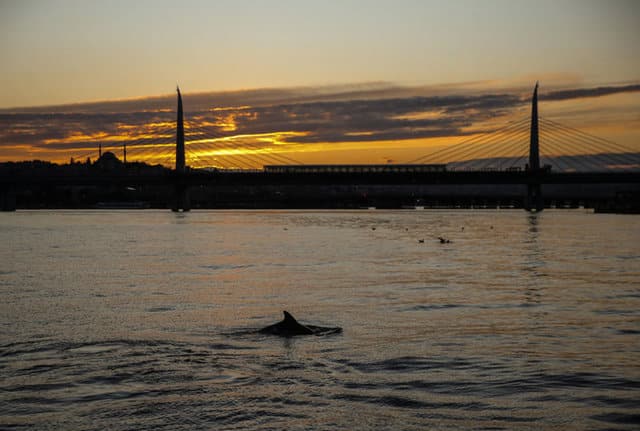 İstanbul Boğazı'nda Yunusların Gösterisi