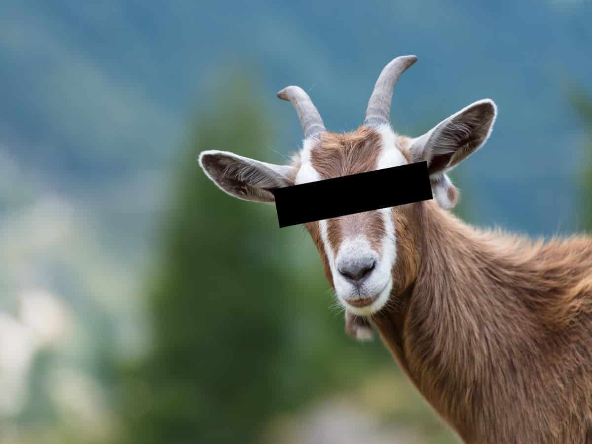 Hindistan'da Bir Keçi Maske Takmadığı İçin Gözaltına Alındı