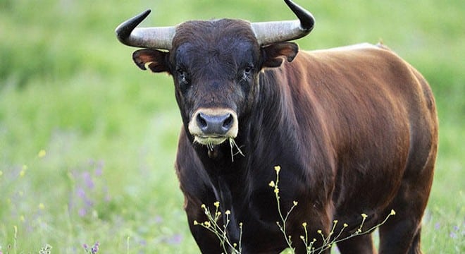 Kurbanlık Boğanın Saldırısına Uğrayan Adam Hayatını Kaybetti