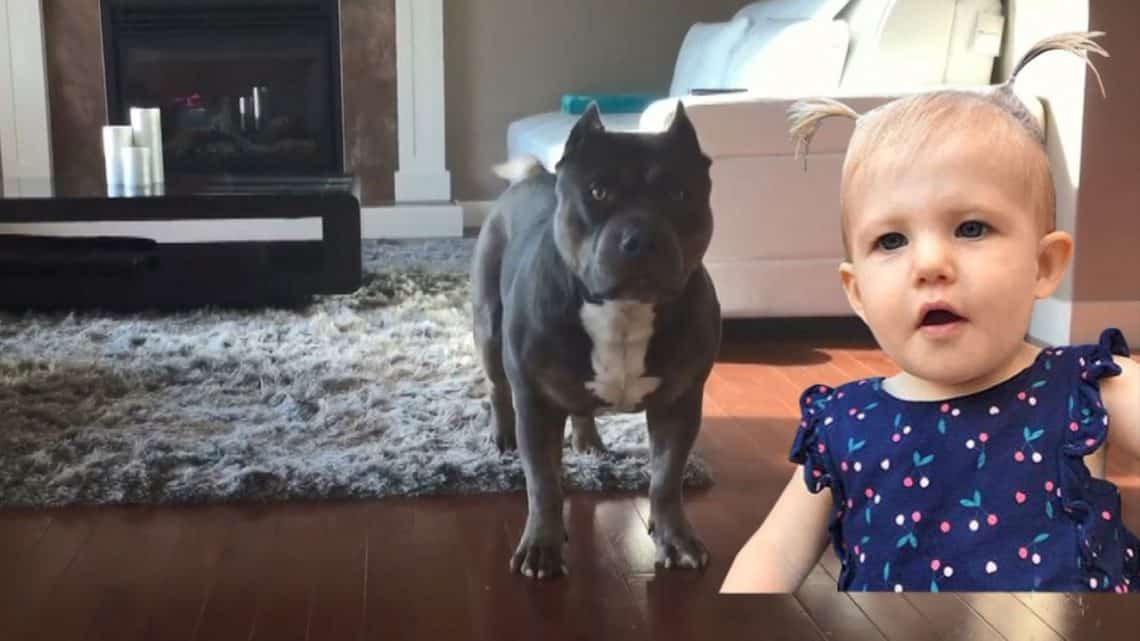 ABD’de Pitbull Dehşeti!