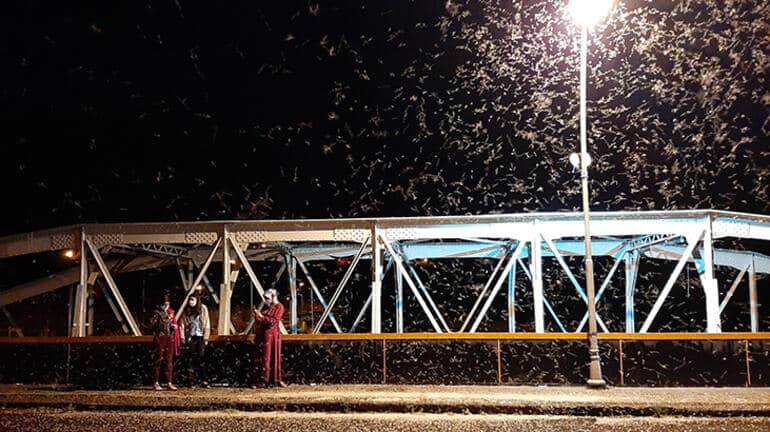 Kelebekler Bu Yıl Da Ölüm Dansını Gerçekleştirdi