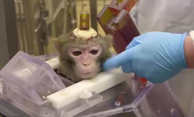 Denek Maymunlara Yapılan İşkenceye Büyük Tepki!