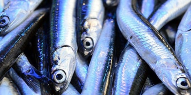 Hamsi 30 Liradan Satılmaya Başladı!