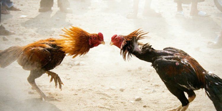 Horoz Dövüşü Baskınında Horoz Polisi Öldürdü!