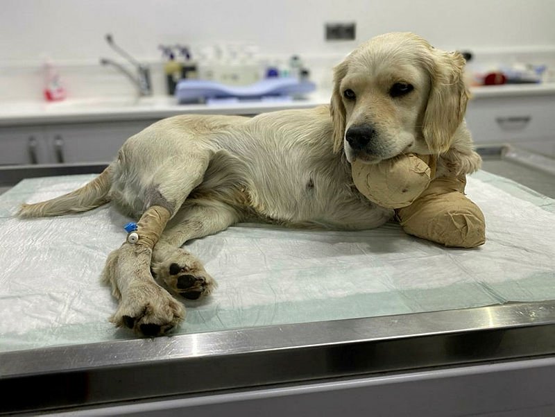 Pamuk Hayati Tehlikeyi Atlattı!