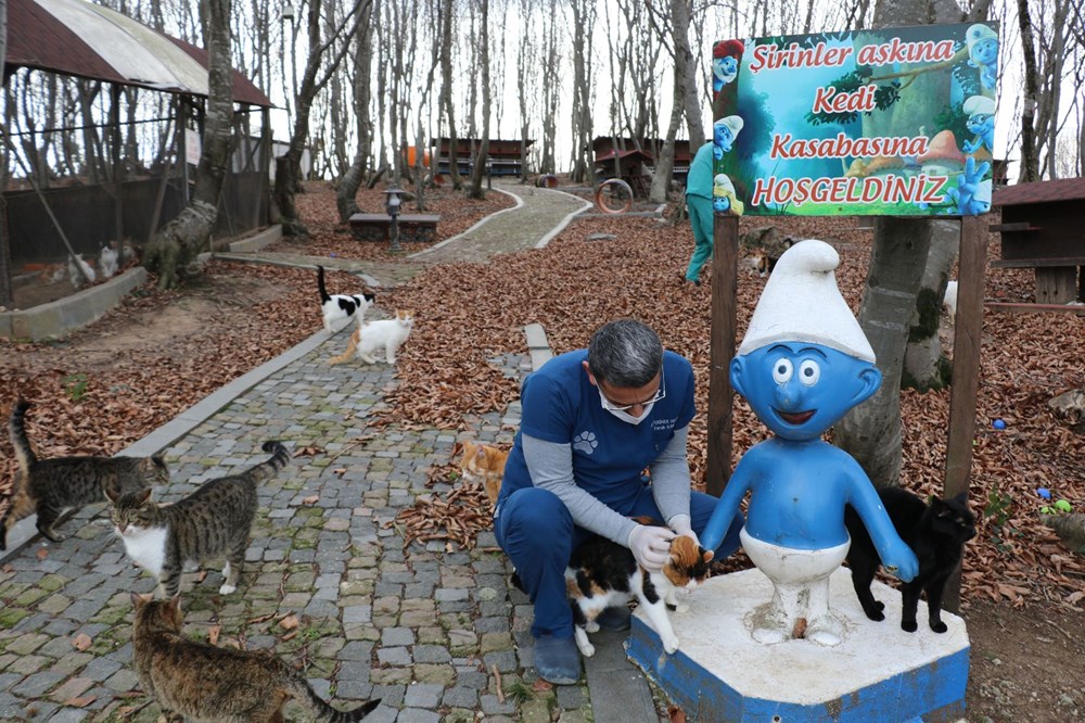 Evsiz Kediler İçin Kedi Kasabası Yaptılar!