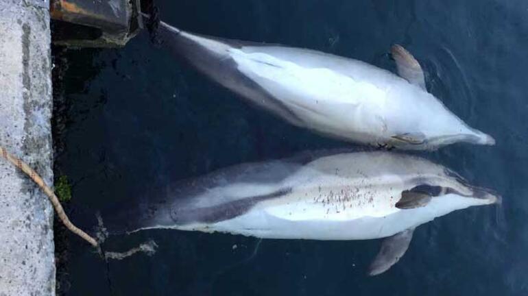Boğazda Korkutucu Görüntü, Yunuslar Karaya Vurdu!