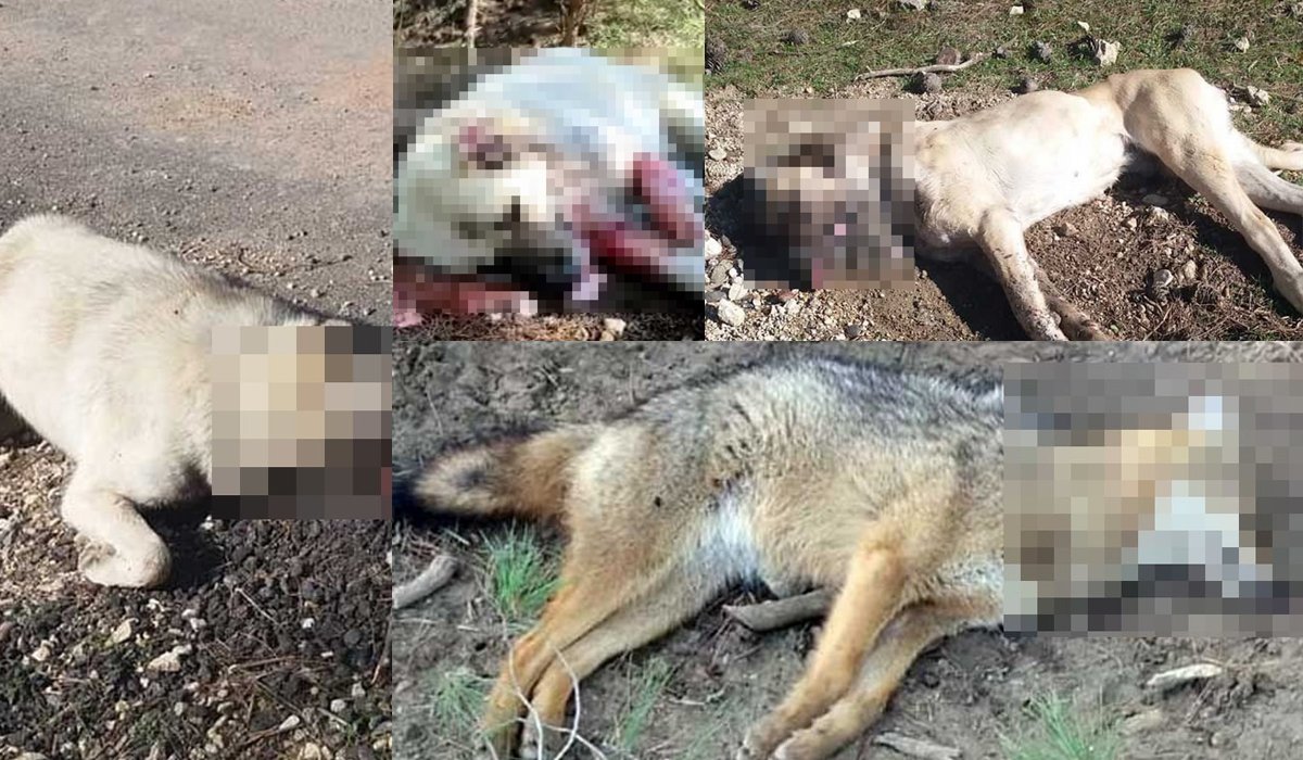 Sakarya’da Köpek Katliamı!