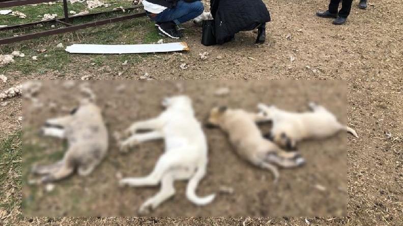 Ankara’da Vahşet! Sokak Köpeklerini Zehirlediler!