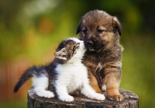 Tüylü Hayat Arkadaşlarımızın Daha Sağlıklı Bir Ömür Sürmesi İçin Öneriler