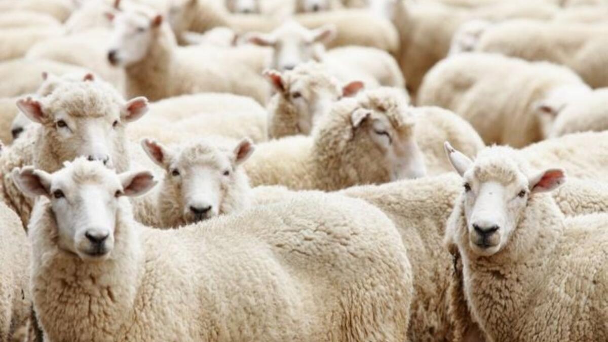 Kurbanlık Fiyatları Bu Yıl Nasıl Olacak?