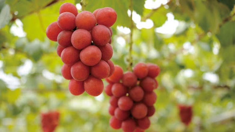 Bu Üzümün Kilosu Tam 12 bin 700 Dolar!