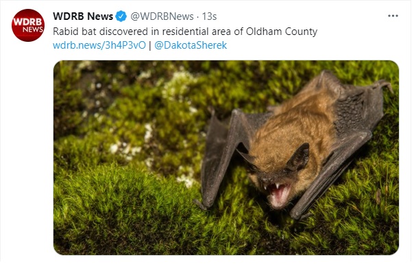 ABD’de Kuduz Yarasa Panik Yarattı