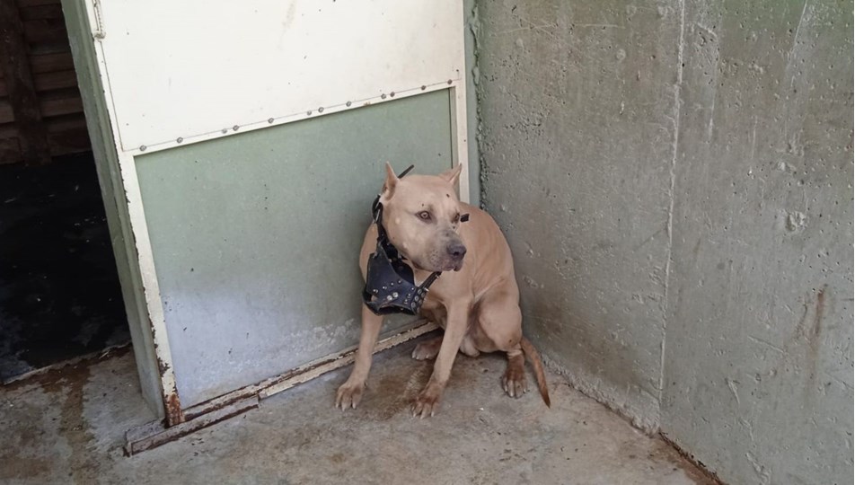 Pitbull Saldırısı Hastanelik Etti!