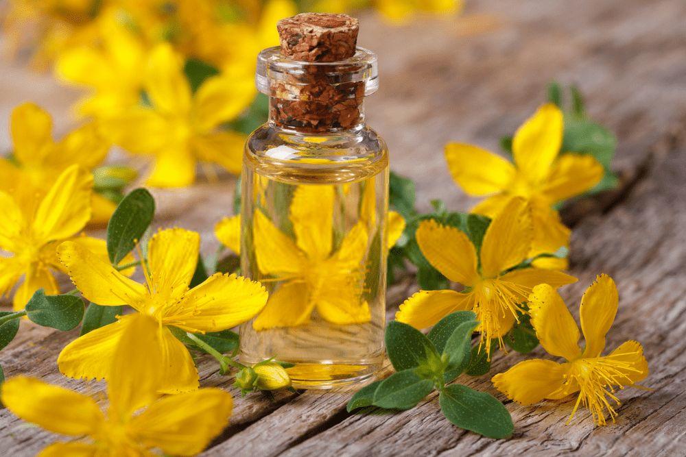 Kantaron Yağı Ne İşe Yarar? Kantaron Yağının Faydaları