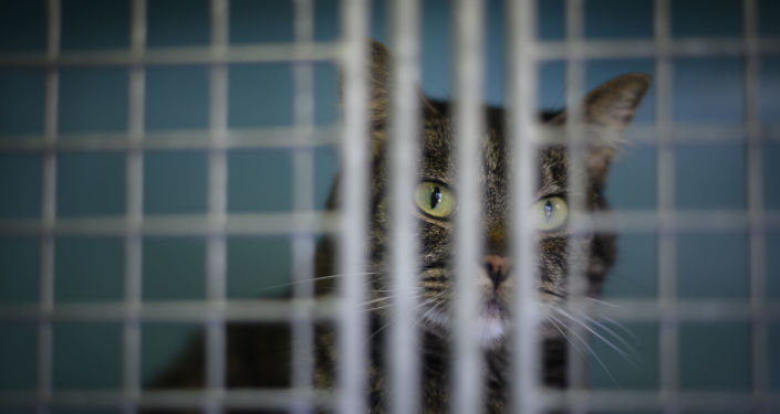 Avustralya’da Kedilere Sokağa Çıkma Yasağı Getirildi!