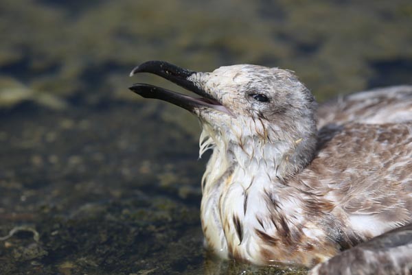 Küçükçekmece Gölü’nde Toplu Martı Ölümleri!