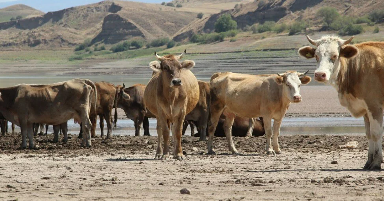 Kılıçkaya Barajı Çöle Döndü!