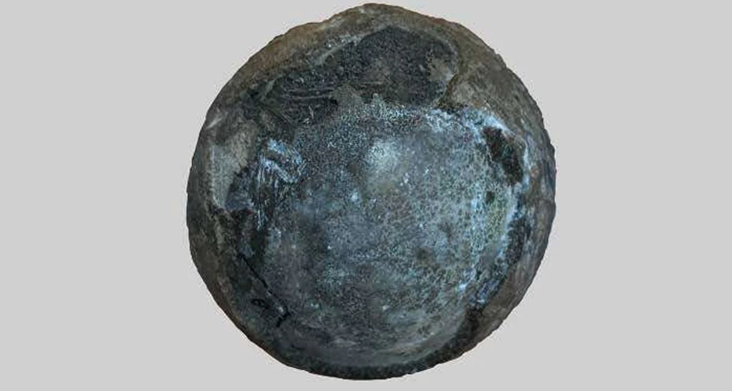 İçerisinde Embriyo Bulunan 66 Milyon Yıllık Kaplumbağa Yumurtası Bulundu