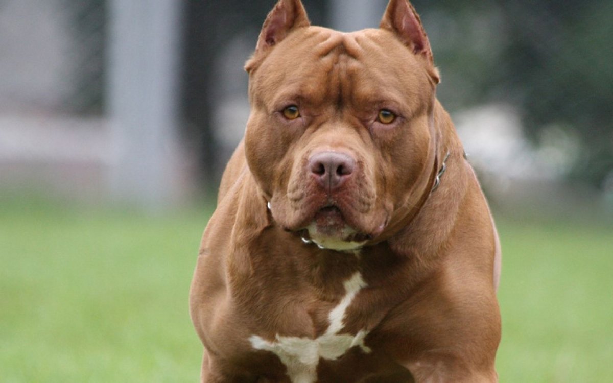 Beslenmesi Yasak Olan Köpek Irklarına Kısırlaştırma Zorunluluğu