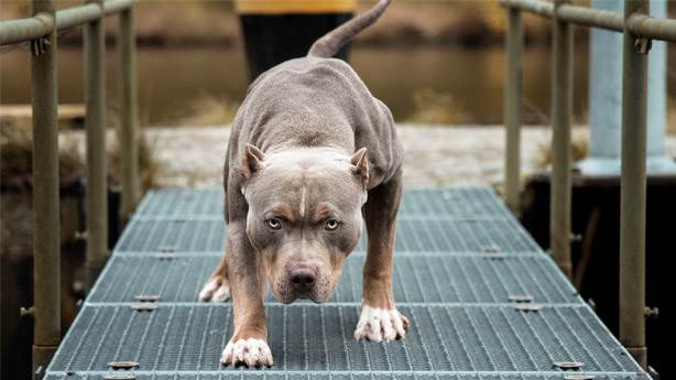 Saldırgan Pitbulların Sahiplerine Rekor Ceza