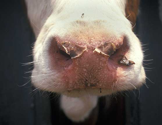 Edirne’de 8 Köy “Mavi Dil” Hastalığı Nedeniyle Karantinada!