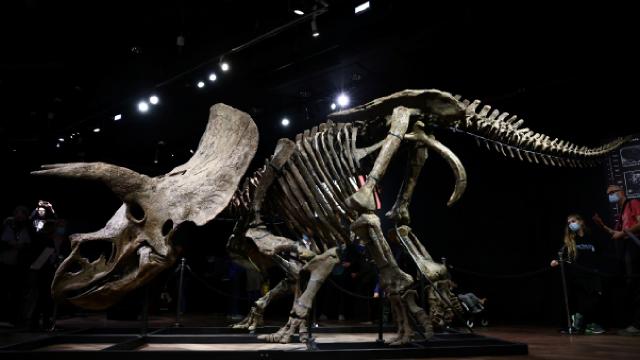 66 Milyon Yaşındaki Dinazor İskeleti 6.6 Milyon Euroya Satıldı