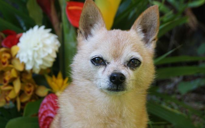 Adobe Yapay Zeka Teknolojisini Tanıttı: Fotoğrafları Canlandırıyor