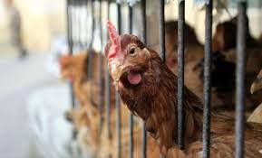 Kuş Gribi Yeniden Patlak Verdi: Yüz Binlerce Kanatlı İtlaf Edilecek