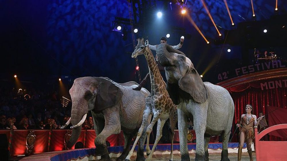 AP: Sirklerde Hayvan Kullanımı Yasaklansın!