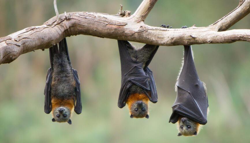 Yarasalarda İnsan Sağlığı İçin Riskli Yeni Koronavirüsler Bulundu