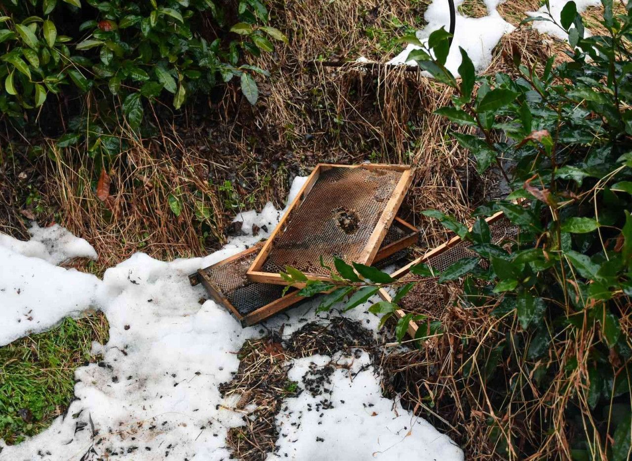 Rize'de Aç Kalan Ayılar Köye İnerek Arı Kovanlarını Parçaladı