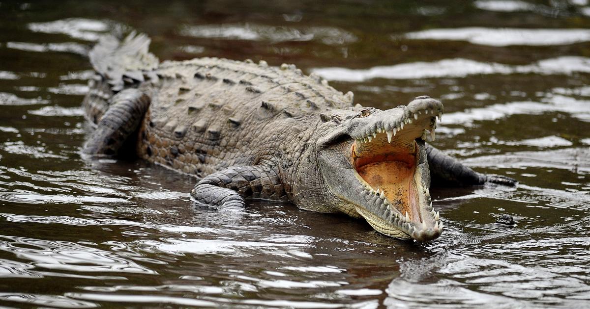 Süs Havuzuna Düşen Adama Timsah Saldırdı!