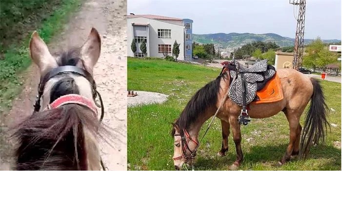 Üniversite Öğrencisinden Ulaşım Zammına Atlı Çözüm!