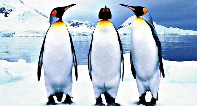 İklim Krizi: İmparator Penguenleri Yok Olma Tehlikesinde!