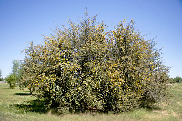 Topunu Arayan Çocuk Ceset Buldu!