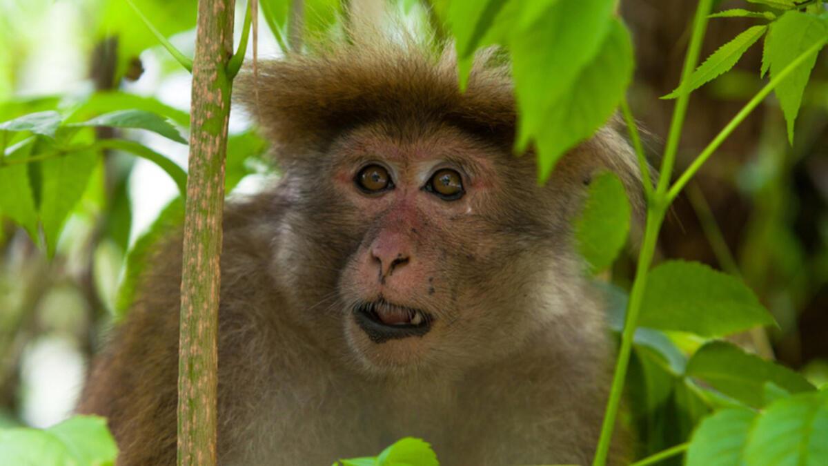 Annesi Emzirirken Maymun Tarafından Kaçırıldı