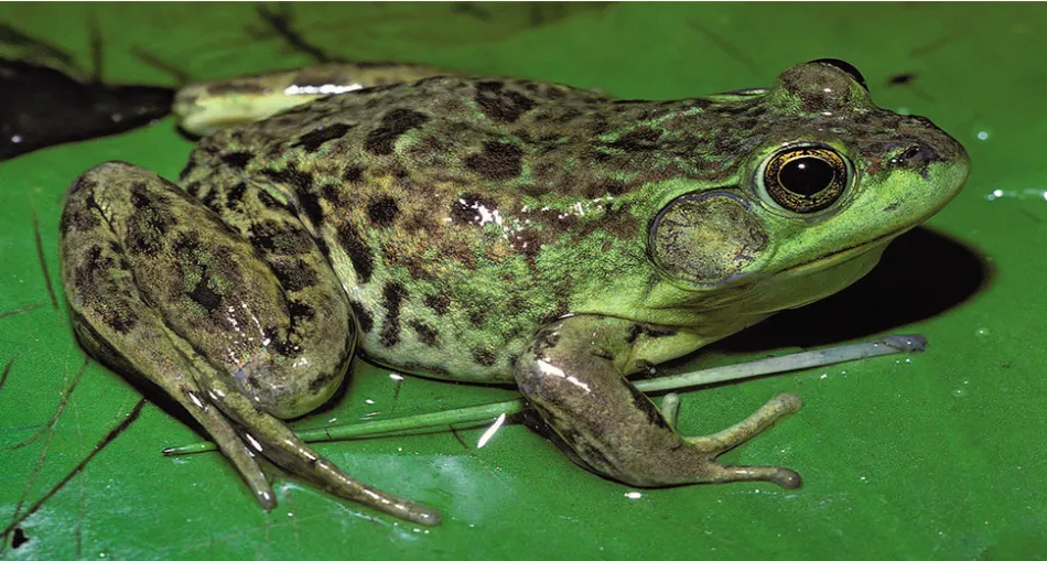 Kurbağa Neslinin Sonu Mu Geliyor?