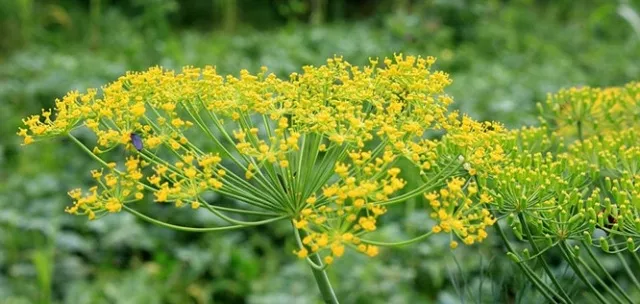 Stres Azaltmasıyla Ünlü Rezene Çayının Bilinmeyen Faydaları