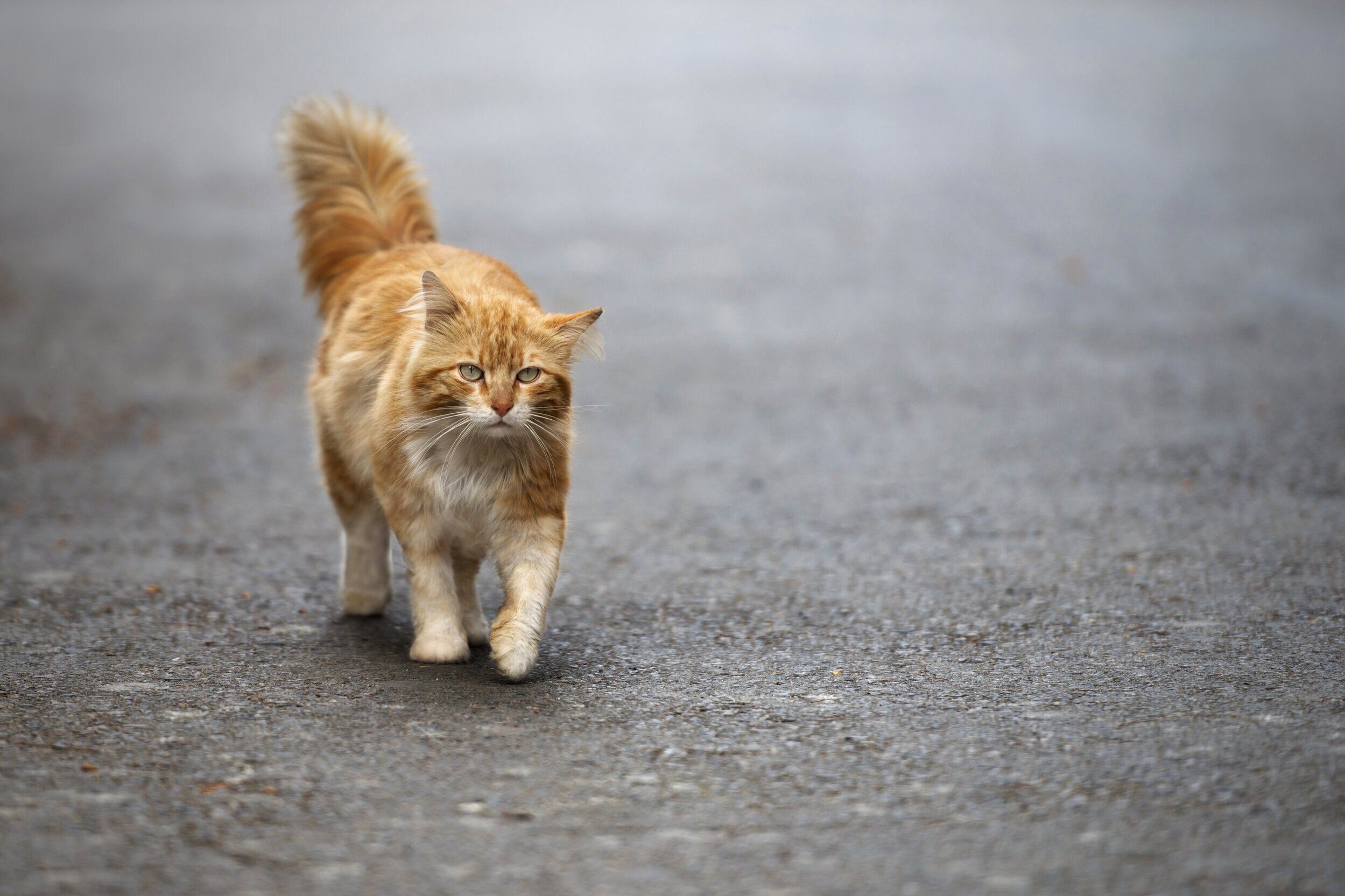 Büyükada'da 700 Kedinin Öldüğü İddiası Hakkında Açıklama