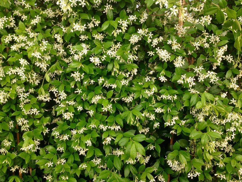 Arap Yasemini Bakımı Nasıl Yapılmalı?