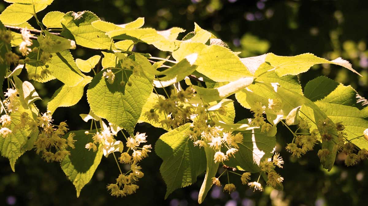 Ihlamur Yaprağı Ne İşe Yarar, Faydaları Nelerdir?