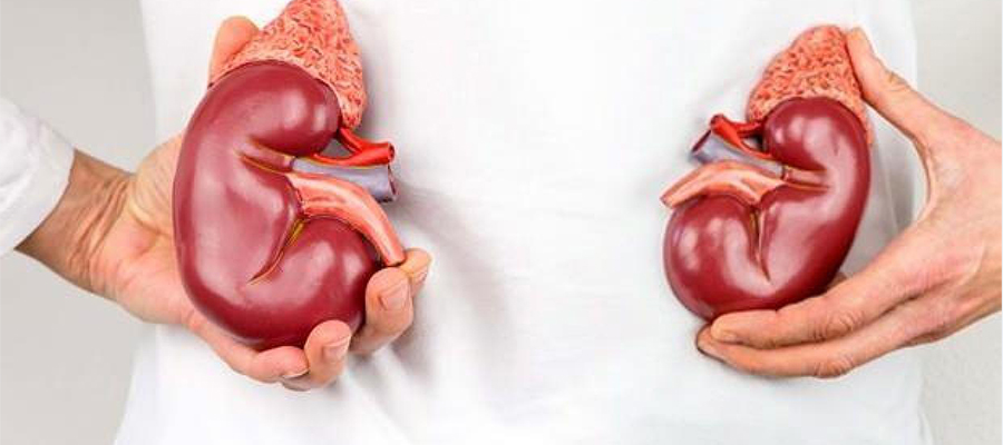 Böbrek Hastalığı Nedir? Böbrek Yetmezliği Belirtileri Nelerdir?